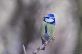 <p>SÝKORA MODŘINKA (Cyanistes caeruleus)</p>